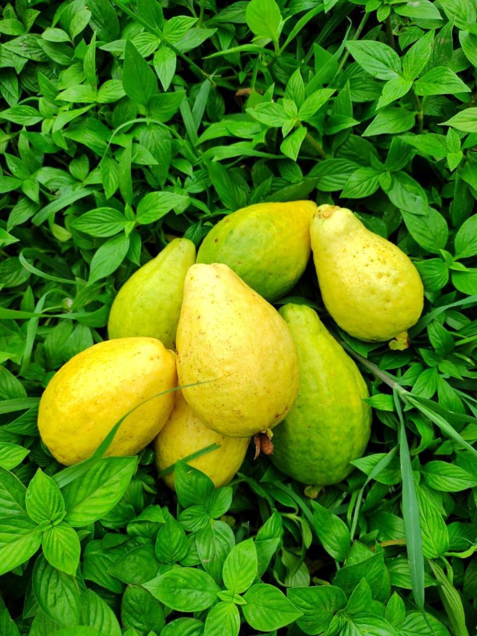 Cabana Wiwa Tayrona Лос Наранхос Екстериор снимка