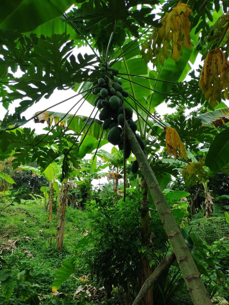 Cabana Wiwa Tayrona Лос Наранхос Екстериор снимка