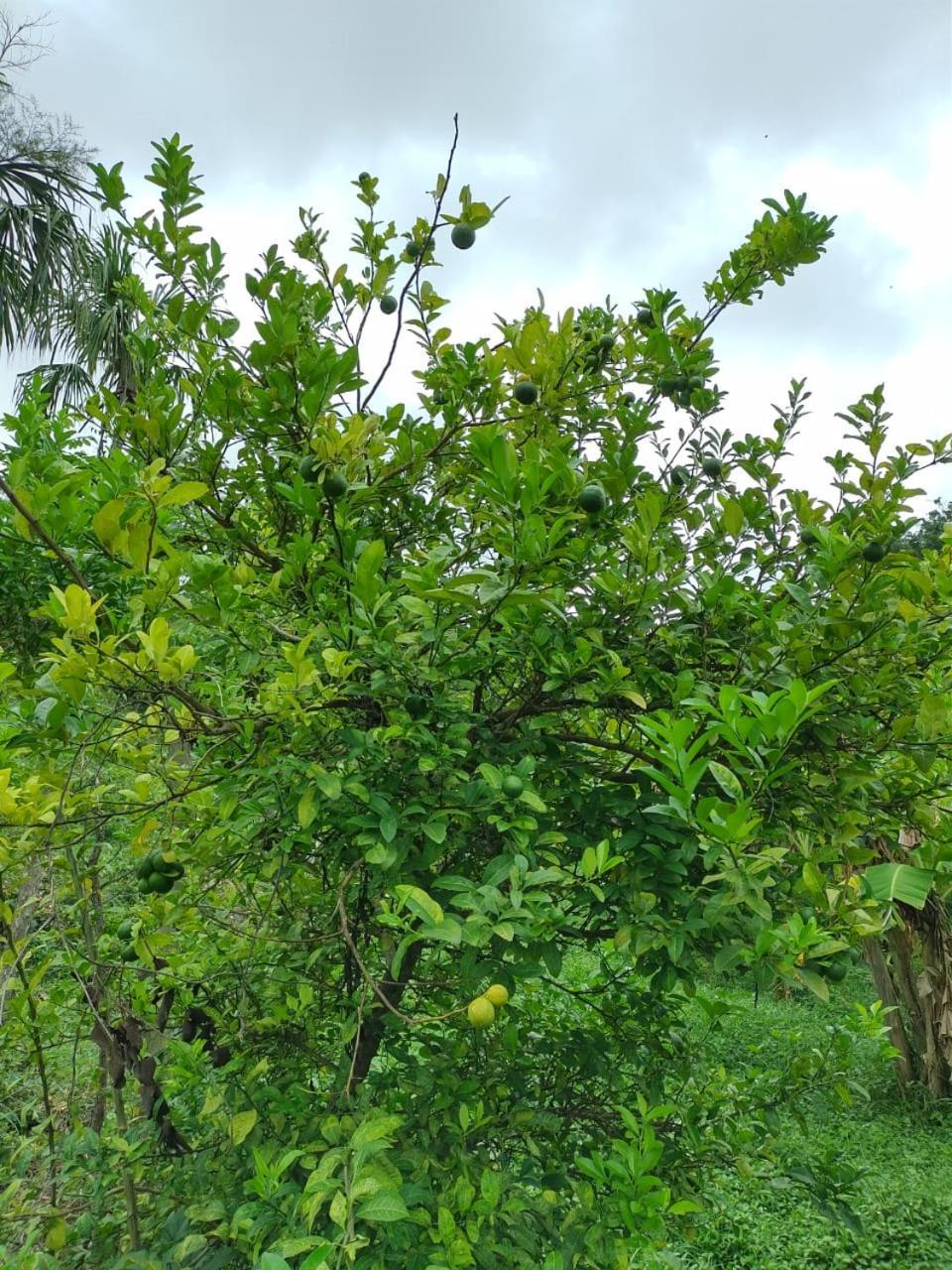 Cabana Wiwa Tayrona Лос Наранхос Екстериор снимка