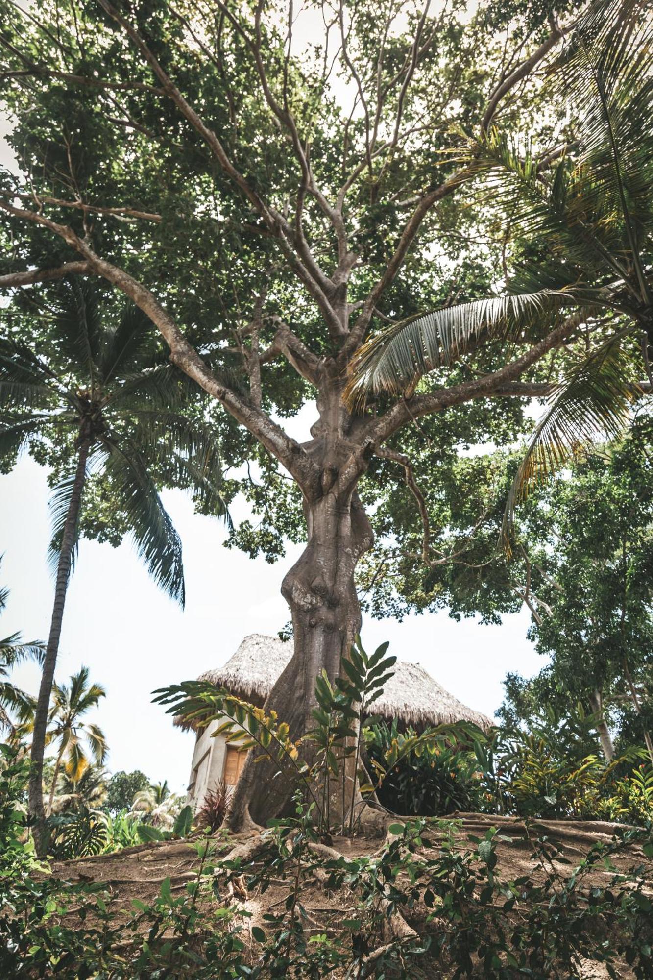 Cabana Wiwa Tayrona Лос Наранхос Екстериор снимка
